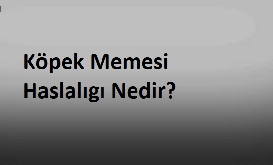 Köpek memesi hastalıgı nedir